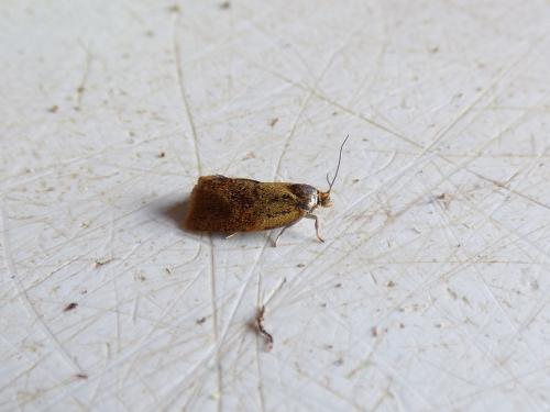 Réf. 206 401 : Ptycholoma lecheana